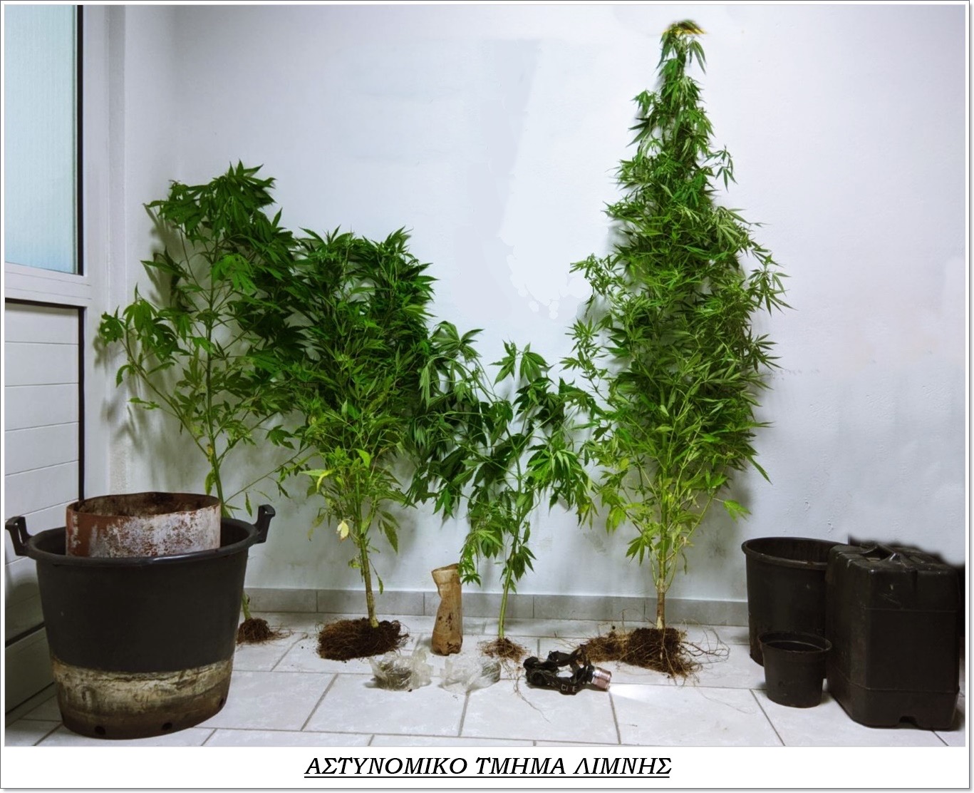 Λίμνη Ευβοίας – Ημεδαπός φύτευε ναρκωτικά στις γλάστρες του