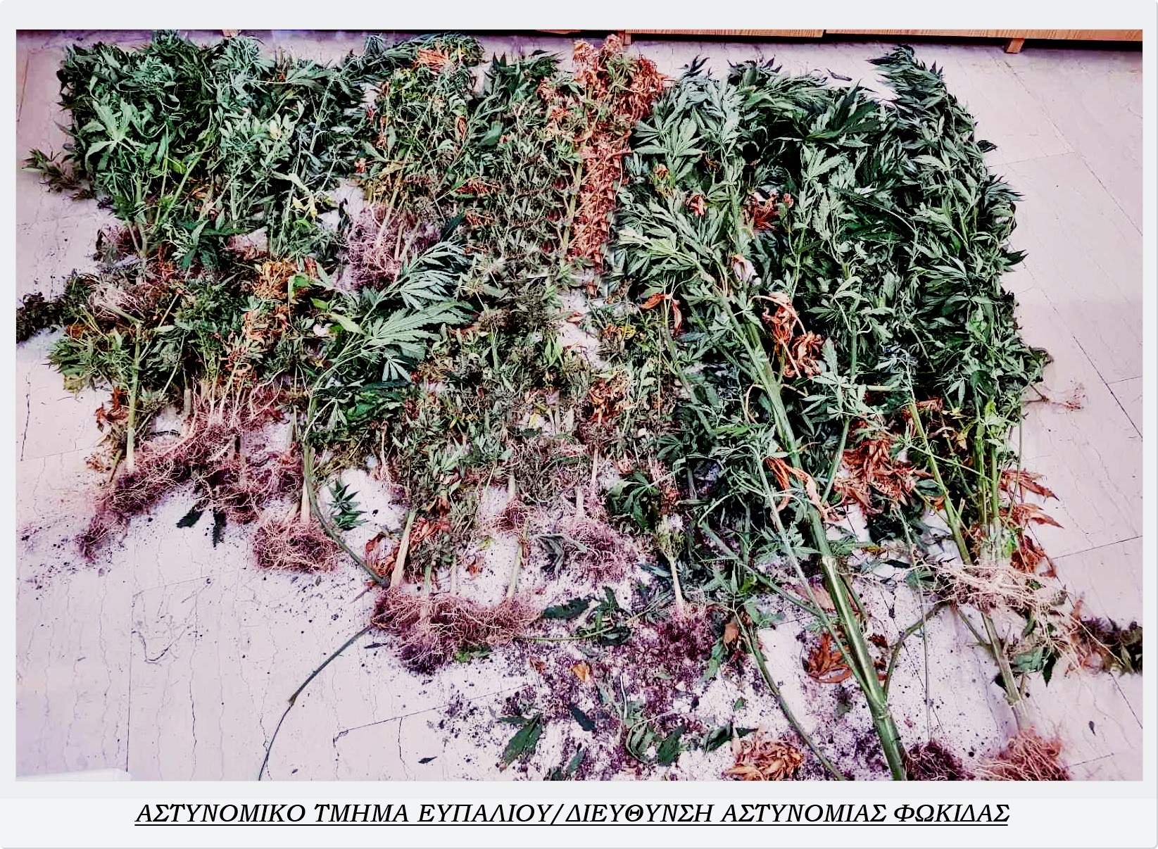 Φυτεία με (73) δενδρύλλια κάνναβης, εντοπίστηκε σε δασική περιοχή του Τρίκορφου Φωκίδας