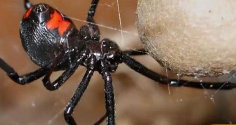 Στην εντατική 10 μηνών μωρό από τσίμπημα μαύρης αράχνης