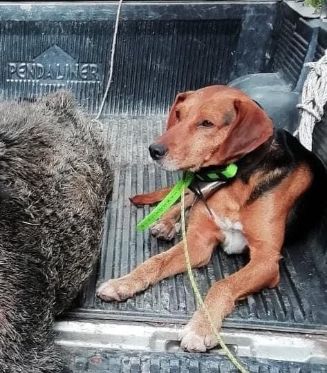 Εύβοια: Οι Αετοί της Δίρφυς ευχαριστούν το evima.gr -Βρέθηκε ο σκύλος που είχαν χάσει
