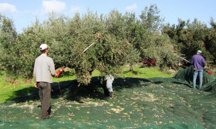 Εύβοια: Μέχρι τις 27 Νοεμβρίου ανοιχτή η πλατφόρμα για τις αιτήσεις των ελαιοπαραγωγών