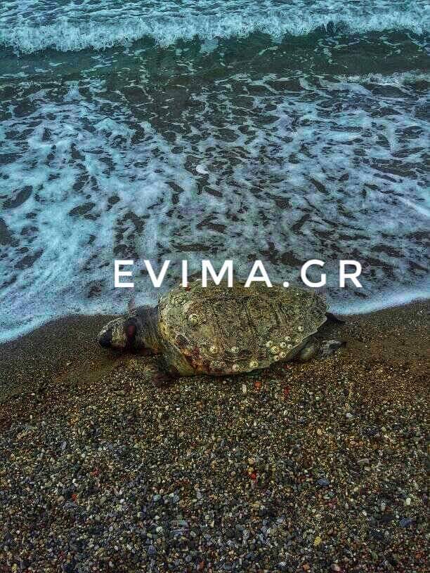 Εύβοια: Ξεβράστηκαν χελώνες στο Κουρέντι Χαλκίδας – Μαρτυρία αναγνώστη