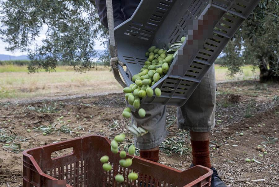 Συνελήφθη επ’ αυτοφώρω για κλοπή ποσότητας ελαιοκάρπου, στην ευρύτερη περιοχή της Χαλκίδας