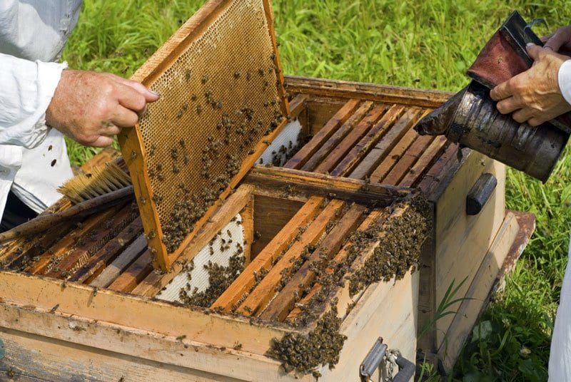 Εύβοια: Στα χέρια της ΕΛ.ΑΣ. για κλοπή κυψελών μελισσών σε περιοχή της Κύμης