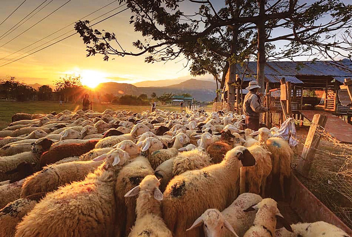 ΟΠΕΚΕΠΕ: Ενίσχυση κτηνοτρόφων – Δείτε πότε λήγει η προθεσμία των αιτήσεων