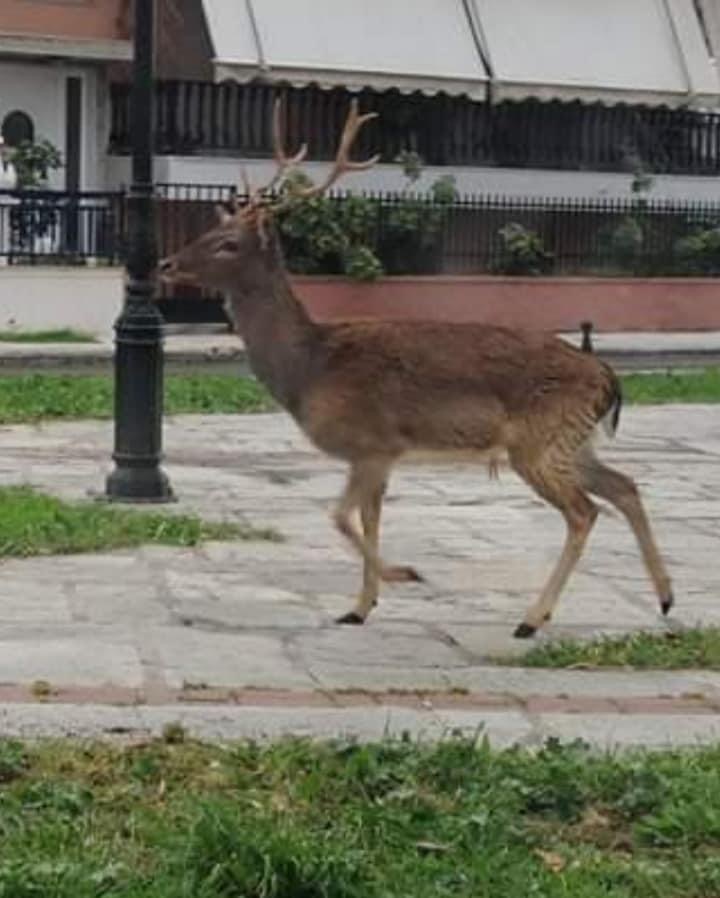 Εύβοια: Το ελάφι που τράβηξε τα βλέμματα στην παραλία της Νέας Αρτάκης [εικόνες]