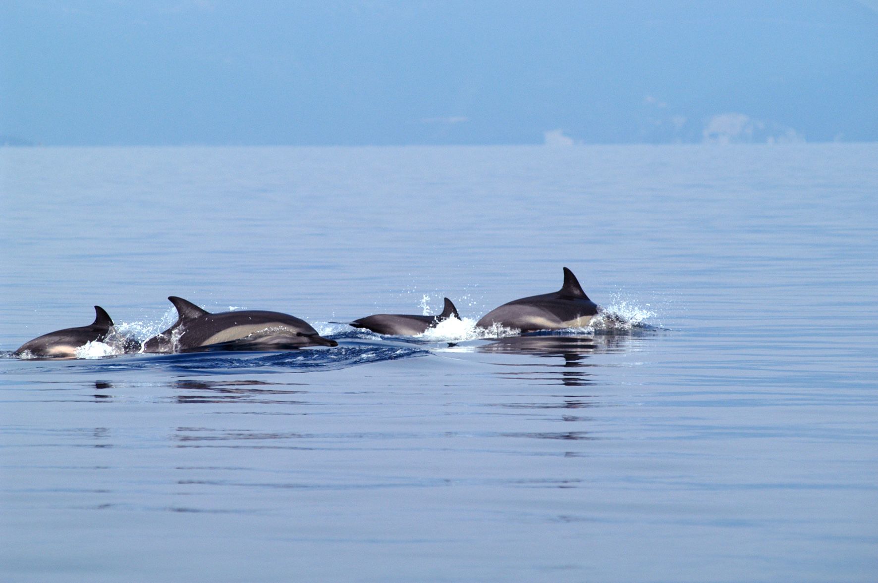 Απίστευτο! Δείτε σε ποια περιοχή της Εύβοιας εμφανίστηκαν δελφίνια (vid)