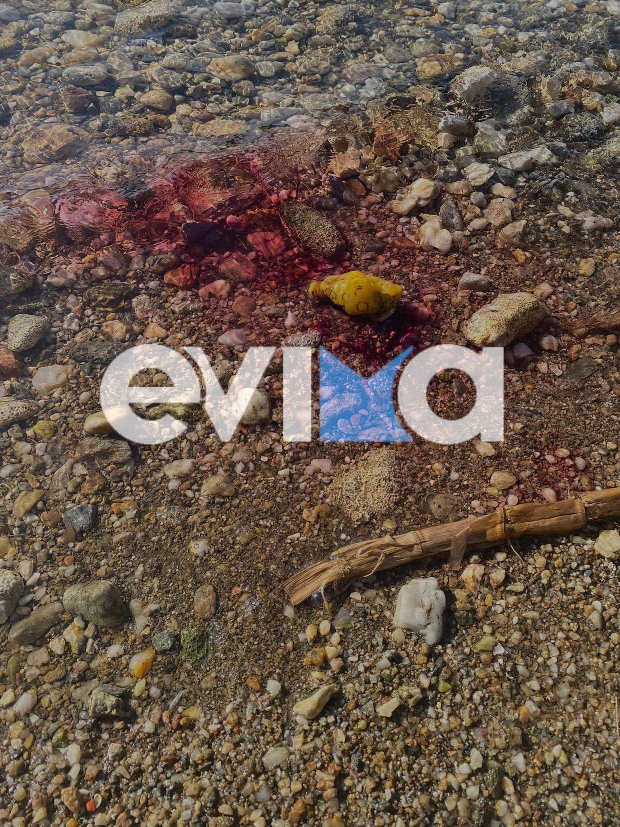 Νότια Εύβοια: Βρέθηκε θαλάσσιο γλοιώδες “τέρας” που βγάζει τοξικό υγρό