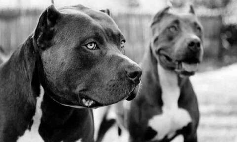 Τραγωδία: Πίτμπουλ κατασπάραξαν 7χρονο κορίτσι