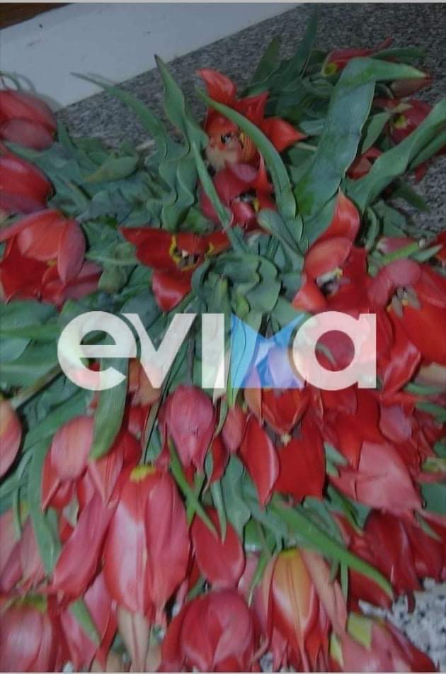 Εύβοια: Ποιο είναι το όμορφο χωριό με τις κόκκινες τουλίπες; Δείτε υπέροχες εικόνες