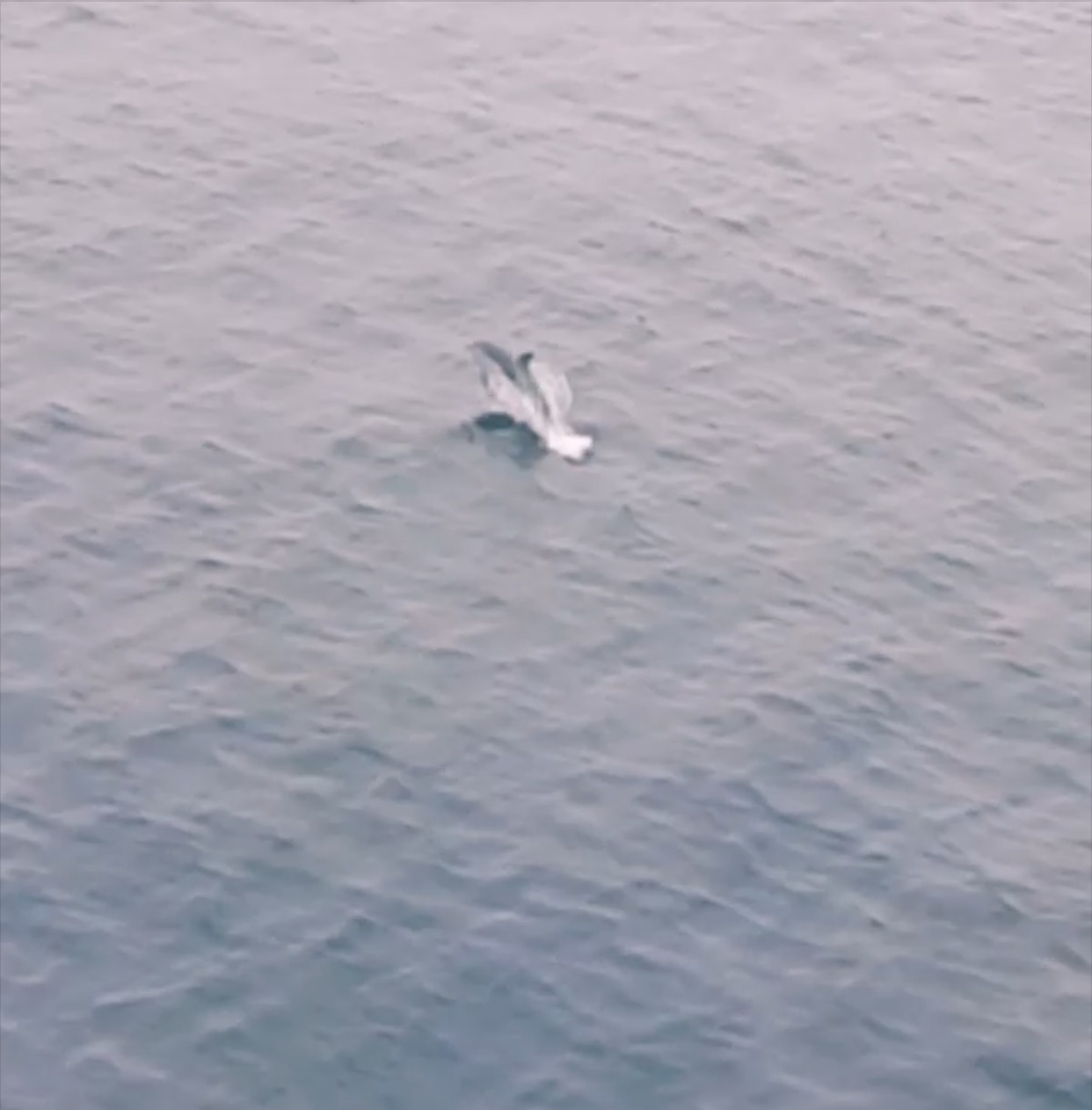 Σκύρος: Δελφίνια συνοδεύουν τον Αχιλλέα μεσοπέλαγα – Τρελά παχνίδια στα νερά του Αιγαίου[βίντεο]