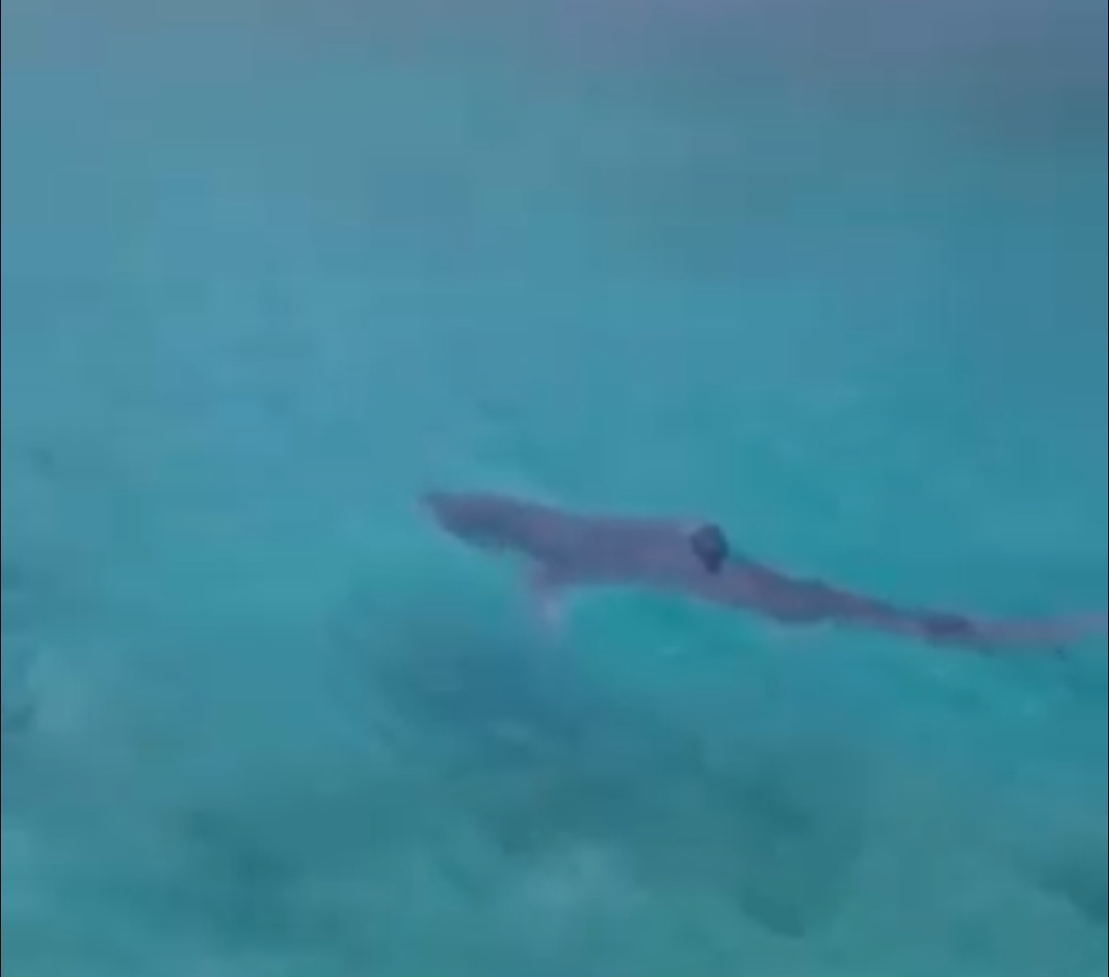 ΣΟΚ για ψαράδες που είδαν καρχαρία να κόβει βόλτες στα ρηχά – Δείτε το βίντεο