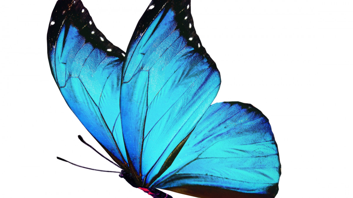 Οι πεταλούδες θα είναι σύντομα είδος υπό εξαφάνιση