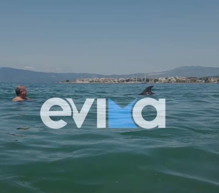 Εύβοια: Δελφίνι βγήκε στα ρηχά σε παραλία της Αρτάκης και «τρέλανε» τους λουόμενους – Πανέμορφες εικόνες