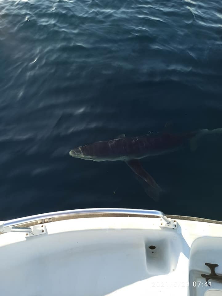 Εύβοια: Καρχαρίες δίπλα σε ψαράδες στην Αμάρυνθο – Δείτε φωτογραφίες