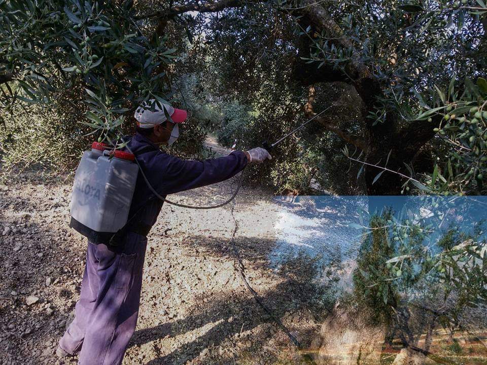 Β. Εύβοια: Πότε ξεκινούν οι ψεκασμοί για δάκο ελιάς σε περιοχές του Δ. Ιστιαίας Αιδηψού