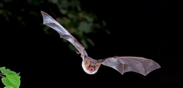 Ερευνητές βρήκαν στην Κίνα 24 άγνωστους μέχρι τώρα κορονοϊούς σε νυχτερίδες