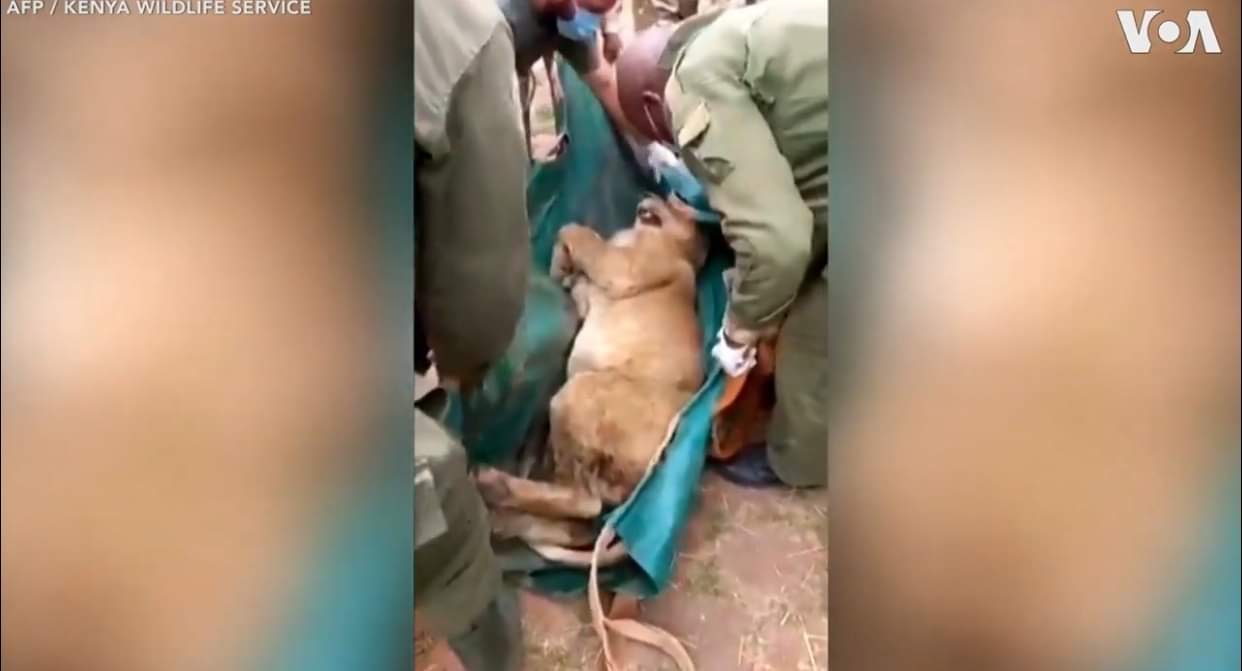 Βίντεο: Λιοντάρι το έσκασε από το εθνικό πάρκο και έκανε… βόλτες στην πόλη