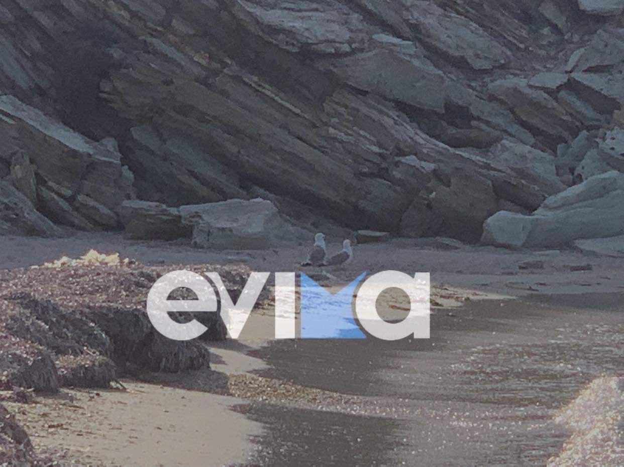 Εύβοια: Τα πουλιά σύμβολα του πελάγους στην παραλία της Λιανής Άμμου [εικόνες]