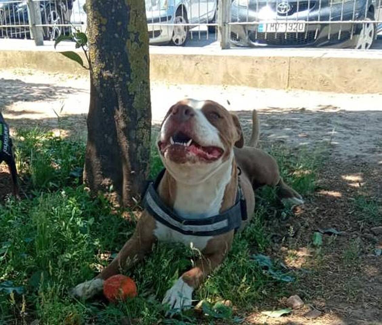 Γαλάτσι: Οι αποκαλυπτικοί διάλογοι και η κατάθεση – φωτιά σε βάρος του ιδιοκτήτη του πίτμπουλ