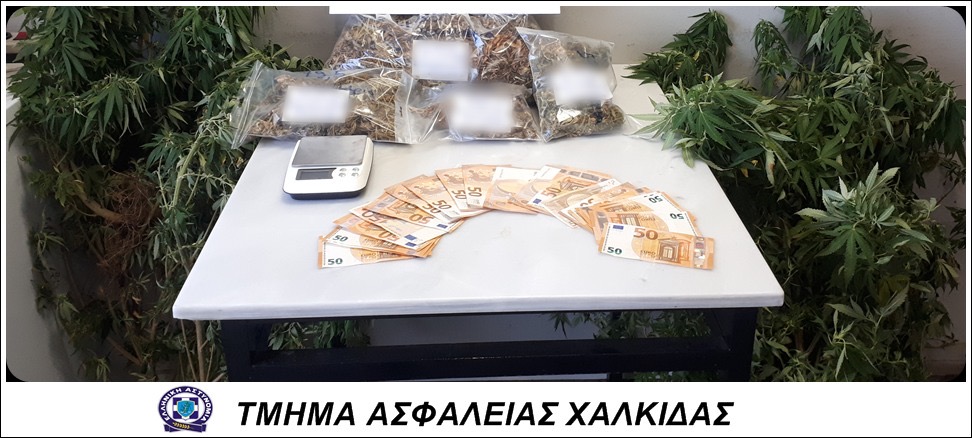 Νότια Εύβοια: Άνδρας και γυναίκα καλλιεργούσαν και πουλούσαν ναρκωτικά – Ντου της ΕΛ.ΑΣ. στο σπίτι τους