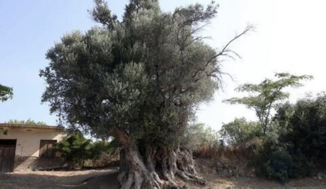 Εύβοια: Η Ελιά των 2.700 ετών που στέκει αγέρωχη στον χρόνο