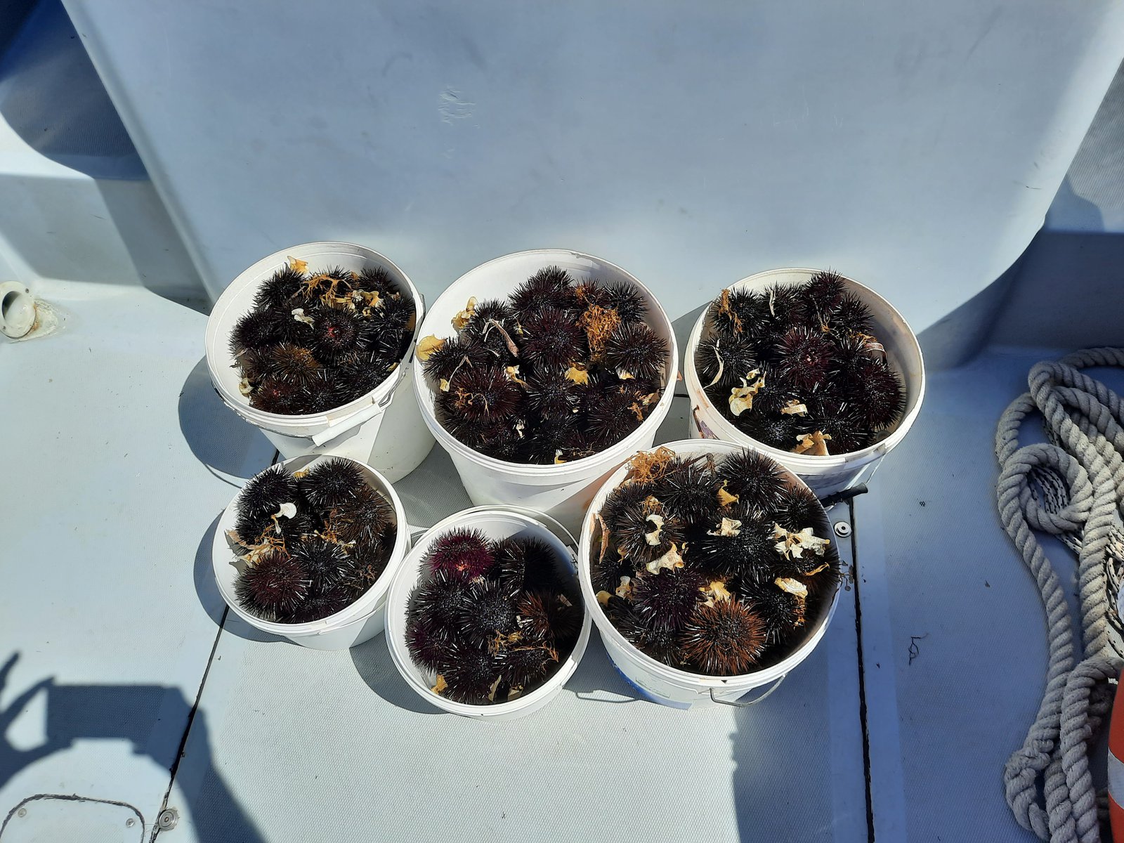 Εύβοια: 55χρονος ψάρεψε παράνομα αχινούς