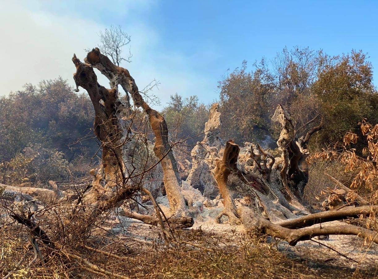 Φωτιά Εύβοια: Αιωνόβια ελιά …..2.500 χρόνων έγινε στάχτη