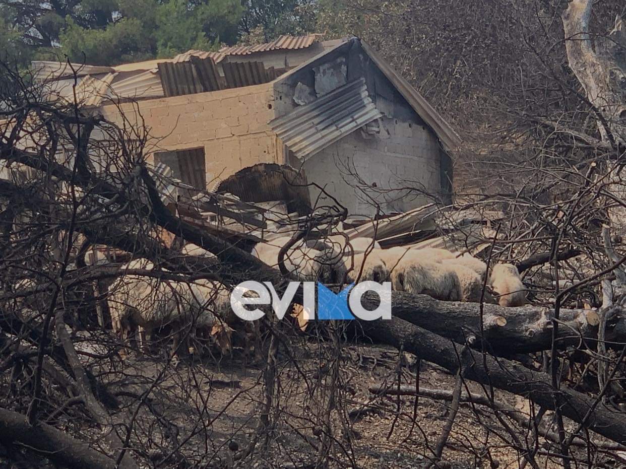 Φωτιά: Οι κτηνοτρόφοι του Δήμου Μαντουδίου Λίμνης Αγίας Άννας να υποβάλλουν δήλωση ζημιάς στον ΕΛΓΑ