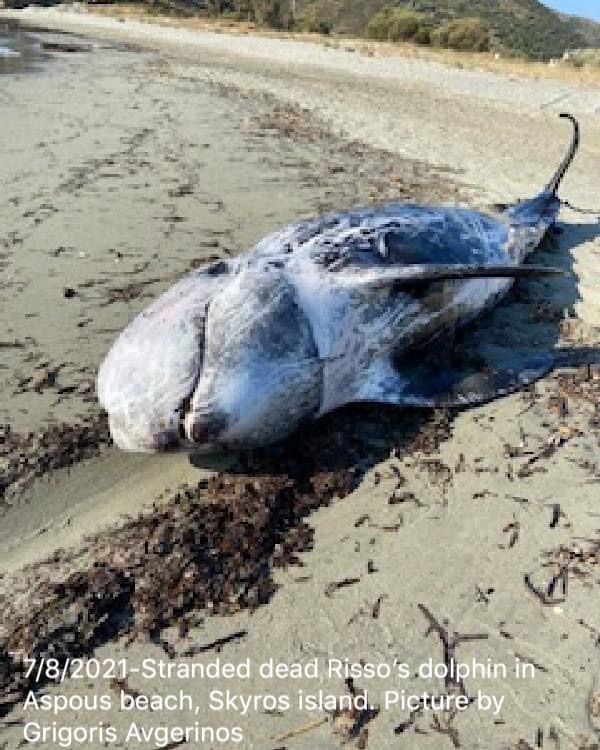 Σκύρος: Νεκρό δελφίνι στους Ασπούς [εικόνες]