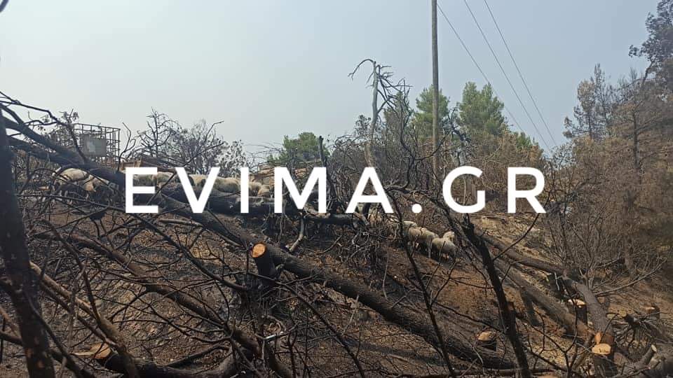 Εύβοια- πυρκαγιές: 300.000 στρέμματα δάσους έχουν καταστραφεί ολοσχερώς-Λέκκας: Τα ξεχνάμε από δάσος