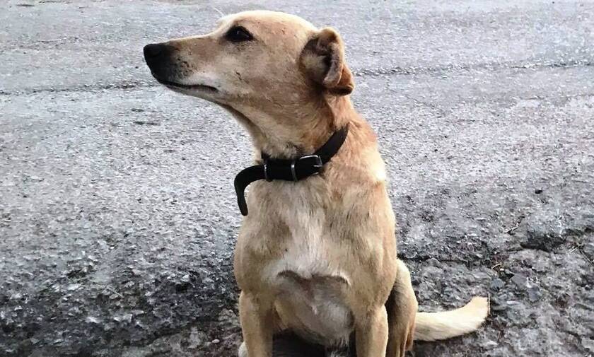 Πυροβόλησαν και σκότωσαν σκυλί έξω από το σπίτι του