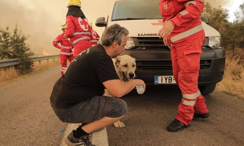 Πυρκαγιά Βαρυμπόμπη: Άνθρωποι σώζουν άλογα και σκυλιά – Εικόνες ελπίδας μέσα στον πύρινο εφιάλτη