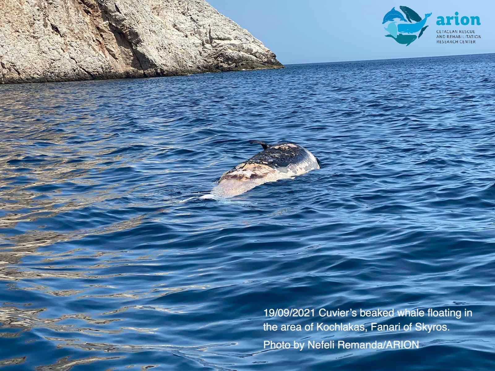 Σκύρος: Νεκρό δελφίνι στην περιοχή Κόχλακας [εικόνες]