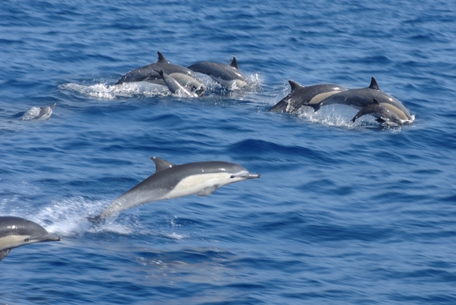 Δελφίνια έσωσαν κολυμβητή που ήταν αγνοούμενος για 14 ώρες
