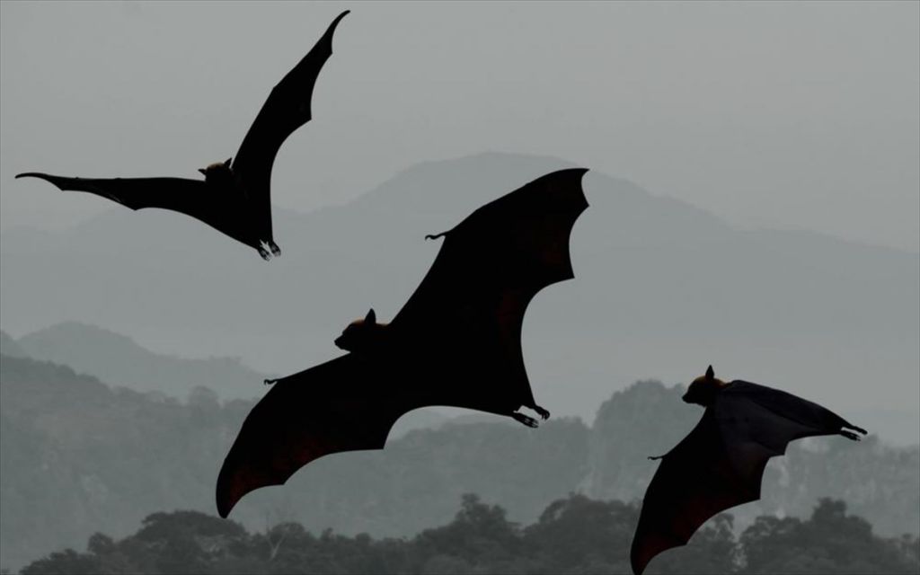 Κορονοϊός: «Κάτι» εντόπισαν σε νυχτερίδες