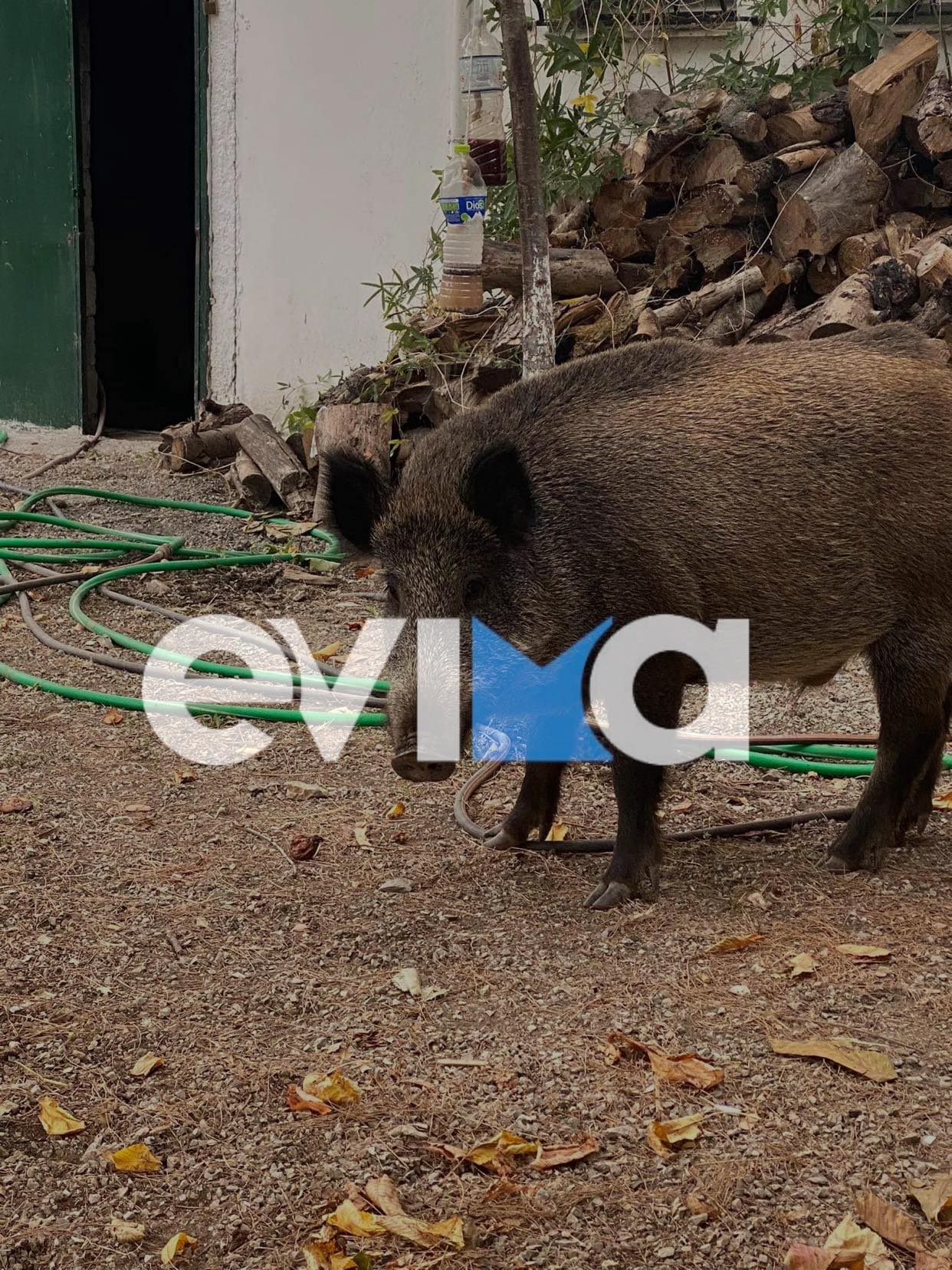 Βόρεια Εύβοια: Αγριογούρουνο τρώει σε ταβέρνα – Τι λένε στο evima.gr κάτοικοι της περιοχής