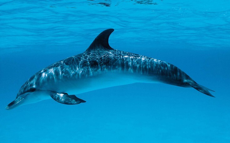 Βρέθηκε νεκρό δελφίνι σε ακτή