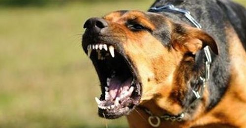 Εύβοια: Αδέσποτο σκυλί επιτέθηκε σε ηλικιωμένο και τον τραυμάτισε στα χέρια