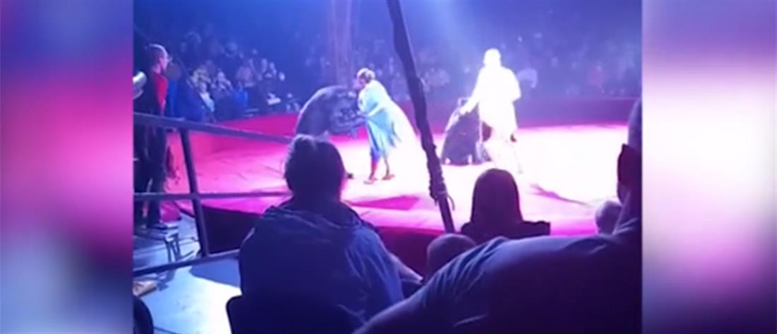 Τρόμος σε τσίρκο: Αρκούδα επιτέθηκε σε έγκυο θηριοδαμαστή (βίντεο)