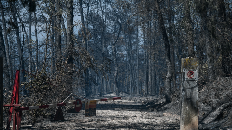 Μελέτη του ΑΠΘ για το καμένο δάσος στην Εύβοια