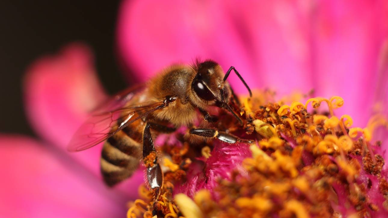 Βόρεια Εύβοια: Ο Όμιλος Ηρακλής στηρίζει τη βιώσιμη ανάκαμψη της μελισσοκομίας