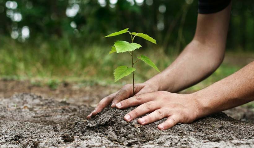 Φυτεύουν δένδρα σήμερα στη Χαλκίδα – Δείτε τα σημεία