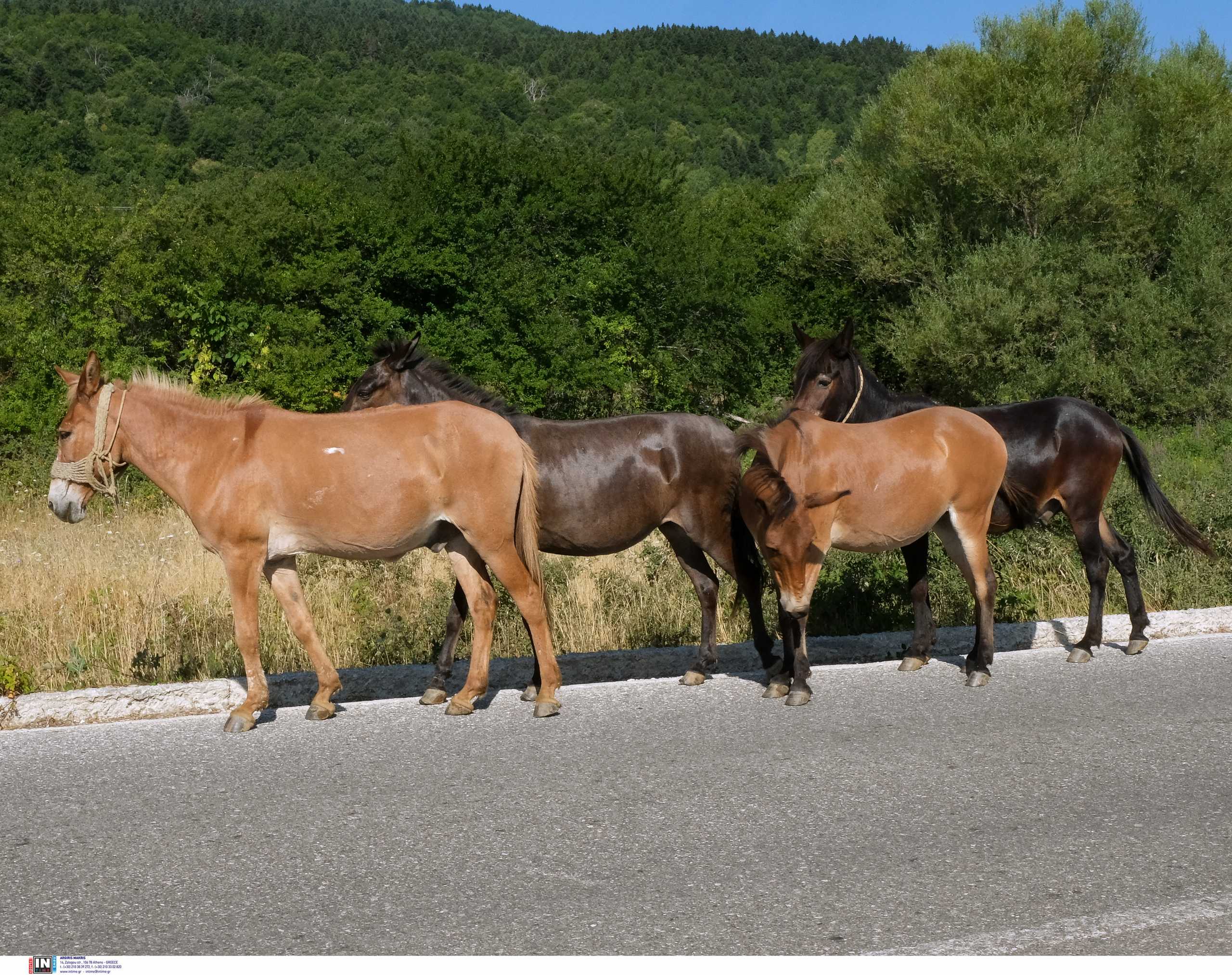 Απίστευτο! Άλογο βγήκε βόλτα στα διόδια