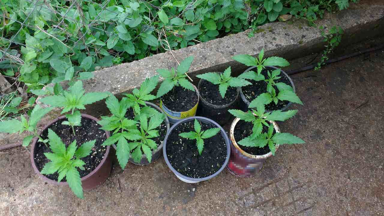 Εύβοια – Αλιβέρι: Καλλιεργούσε ναρκωτικά στο σπίτι του