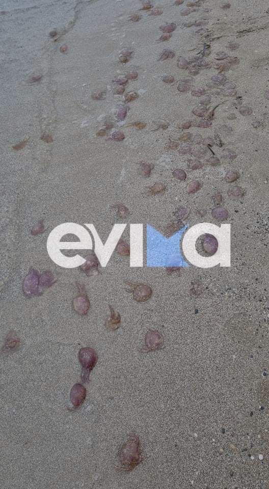 Εύβοια: Απίστευτο! Γέμισε με τσούχτρες η παραλία Σουτσίνι στην Κύμη (pics&video)