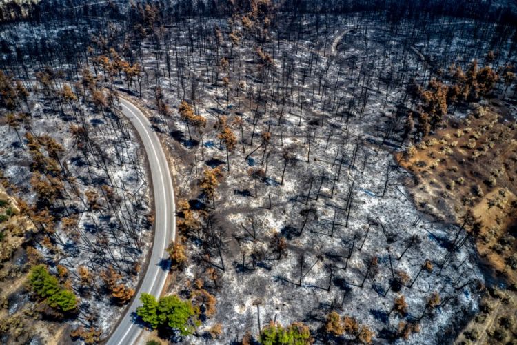 ΥΠΕΝ: Οικονομική ενίσχυση προς τους ρητινεργάτες στην Εύβοια