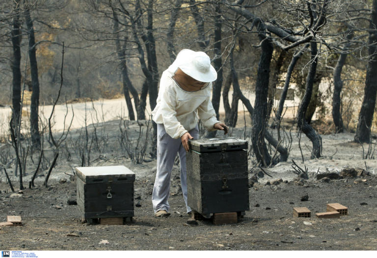 Ζεμπίλης: Καταβλήθηκαν οι αποζημιώσεις στους πυρόπληκτους κτηνοτρόφους και μελισσοκόμους από ΕΛΓΑ