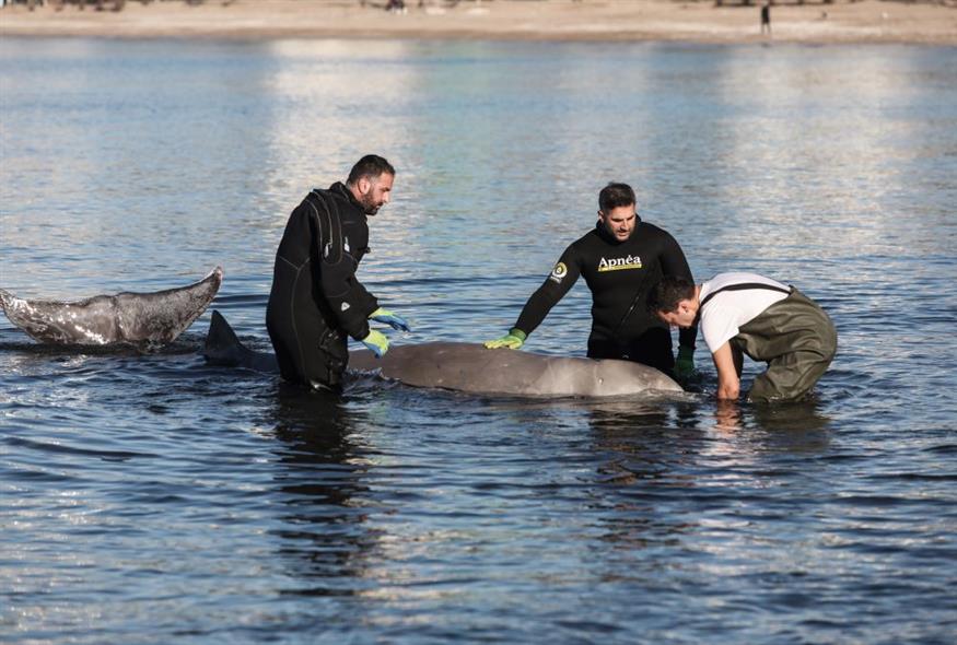 Φάλαινα στον Άλιμο: Σε κρίσιμη κατάσταση το ζώο σύμφωνα με τις εξετάσεις – Μεγάλη προσπάθεια για να σωθεί