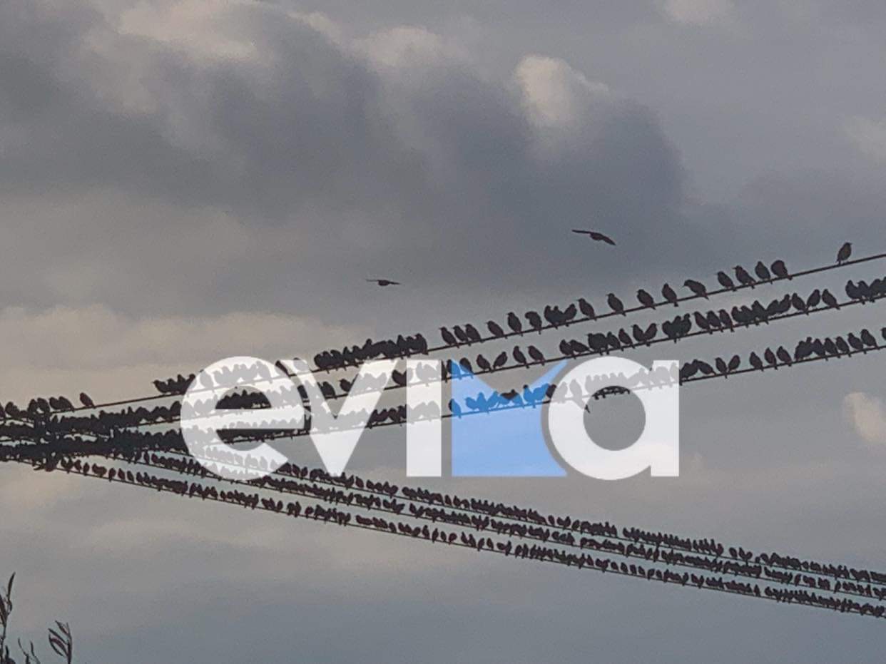 Νότια Εύβοια: Σμήνος από ψαρόνια έκαναν εντυπωσιακούς σχηματισμούς (pics)